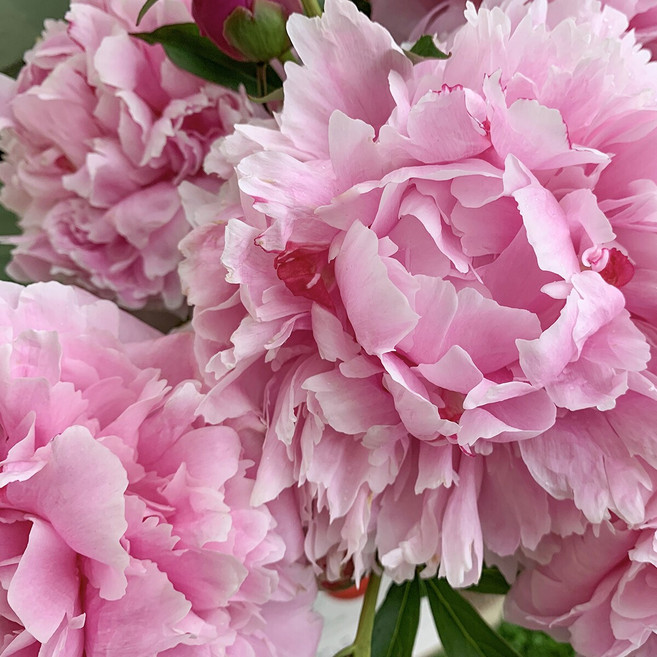 [큐가든] 작약 꽃 구근 핑크톤 유럽직수입 뿌리 숙근 기획 특선 작약꽃 추식, 26.알러티, 1개