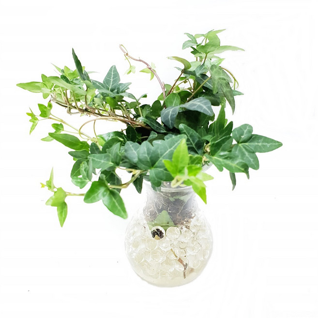 트리앤 젤리소일 1+1 푸딩병 개운죽 / 테이블야자 스킨답서스 아이비식물 워터비즈 답례품 공기정화식물 실내습도조절 유리병 칼라소일 칼라스톤 칼라자갈 색돌 수경식물, 11-6. 라인병 젤리 아이비(투명) 1개