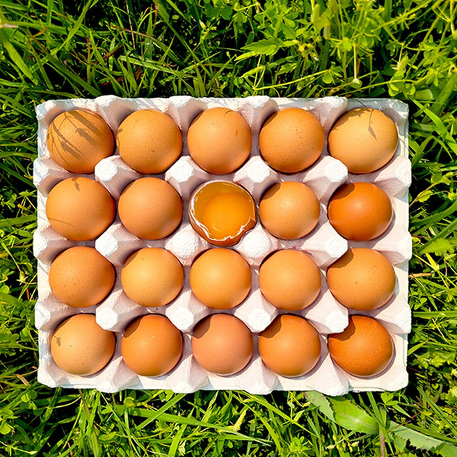 자연방사 난각번호1번 무항생제 유정란 40구, 2개, 20구