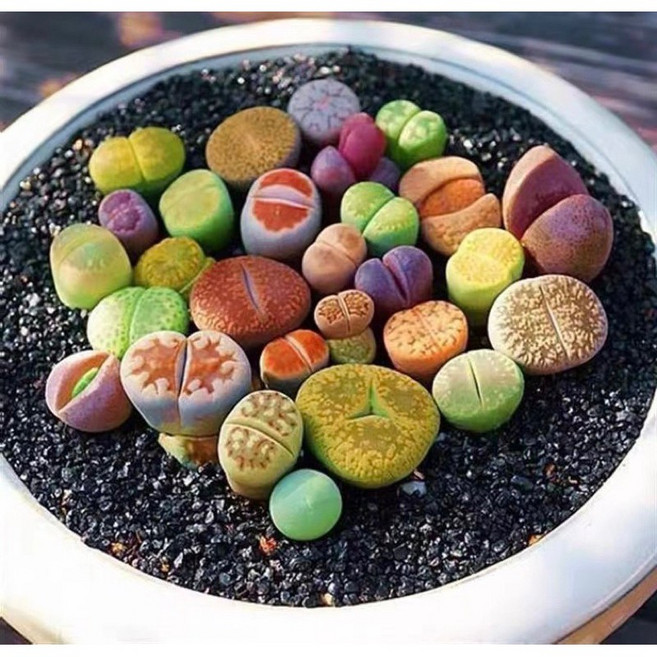苔鑽 屁股花 石頭玉 多肉植物 辦公室小物 家庭植栽 室內外皆可, 生石花（裸根寄出）,約0.3-1.0公分左右（尺寸隨機）, 14個