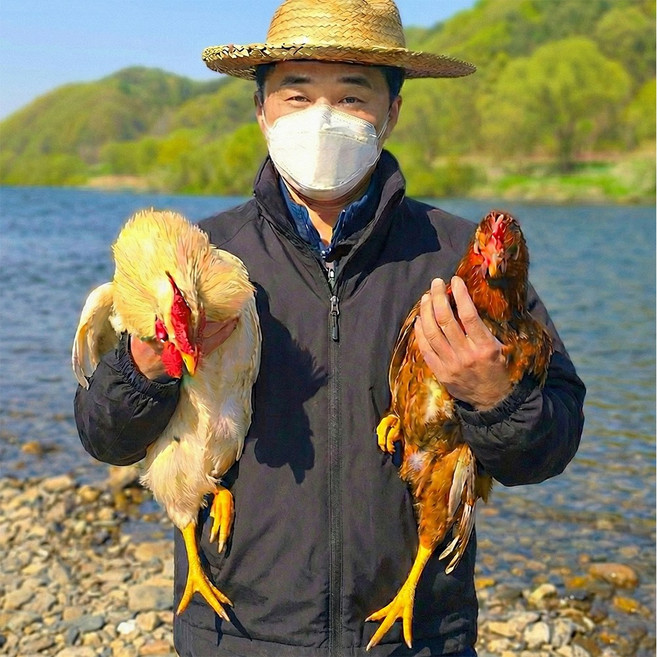 난각번호 1번 계란 자미유정란 1등급 왕란 특란 초란 동물복지 무항생제 자연 자유 방사 방목 생계란 유정란 부화용 논지엠오, 1개, 20구, 초란 (처음 낳은 계란)
