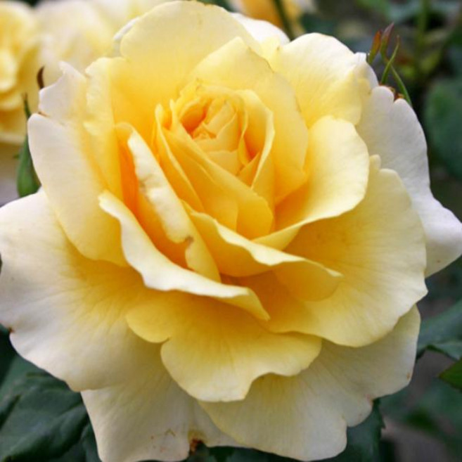 묘목]독일정원장미-써니 스카이(중륜다화 정원및화분용) : 18cm분 Q274, 1개