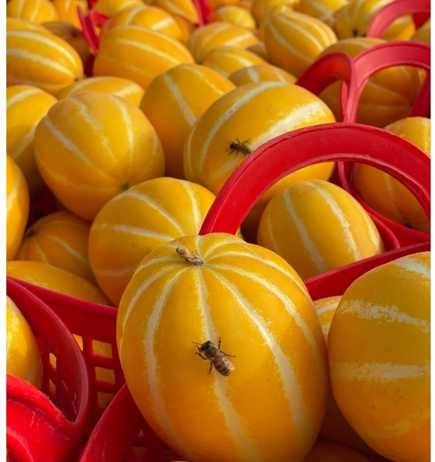 산지직송 성주참외 꿀참외 당도선별, 1개, 가정용 참외 1kg 대과