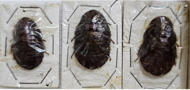 왕갑옷바퀴벌레 [Q-16-30] 곤충표본