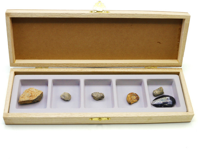 초등 화석 세트 암모나이트 삼엽충 완족류 수업교구 학습교재