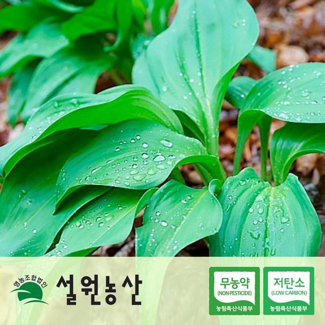 강원도 생 명이나물 대명이/잎명이/산마늘, 1개, 1_인제대명이(줄기+궁대), 1kg