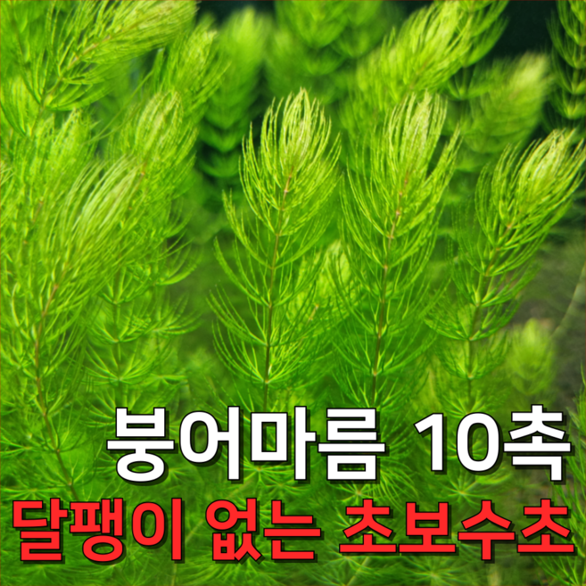 [수초농부] 붕어마름 마츠모 구피치어수초 초보수초, 20개