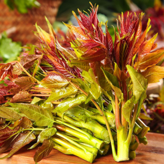 [사찰전용] 어린순 가죽나물 귀빈전용 참죽순, 1kg, 1개