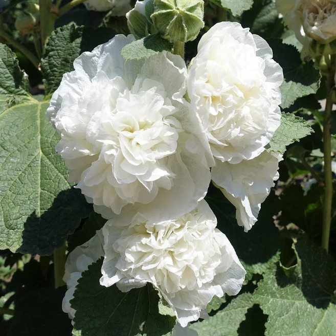 어린모종 접시꽃 8cm분, 채터스 화이트(더블), 1개