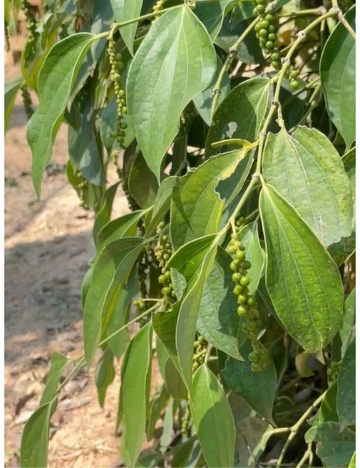 생후추(그린페퍼 절임후추) 캄폿후추, 1개, 40g