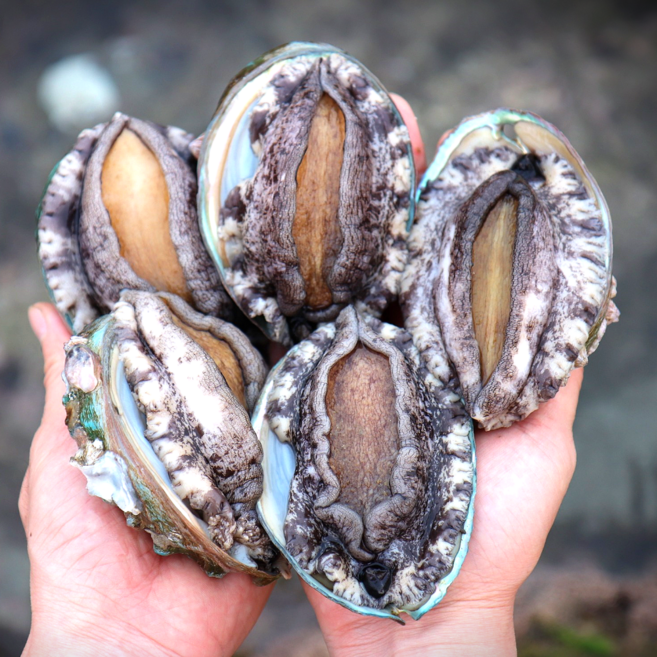 프리미엄 직거래 완도 활 전복 1kg, 1개, 대사이즈 전복 10~11미