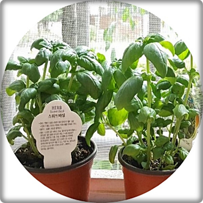 바질/스위트바질/3포트1세트/꽃화분/허브/기능성식물/향기식물/식용허브, 1세트