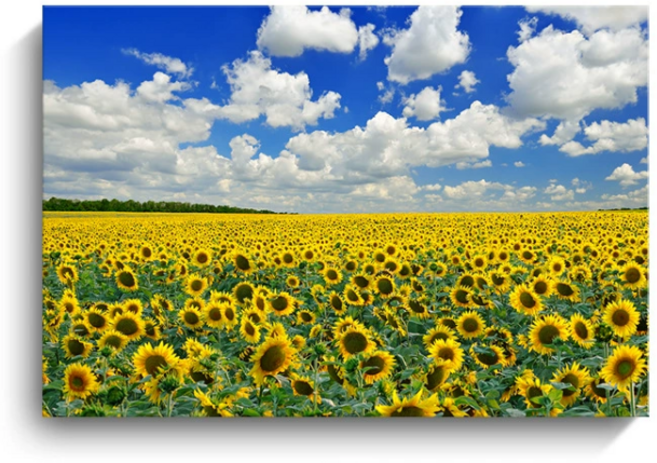 다알리아 돈이 들어오는 금전운 해바라기 굿모닝 벽화 거실 완제품 액자, 늘푸늘 평야 캔버스