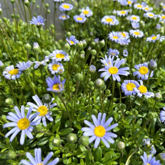 페르시아블루데이지 내한성다년초 (묘종3개묶음) 사철연속개화 규격10cm화분묘 [꽃심야생화], 3개