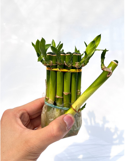 키우기 쉬운 수경재배식물 수경재배 개운죽 부레옥잠 마리모 수경식물 화분 영양제, 개운죽(10cm), 1개