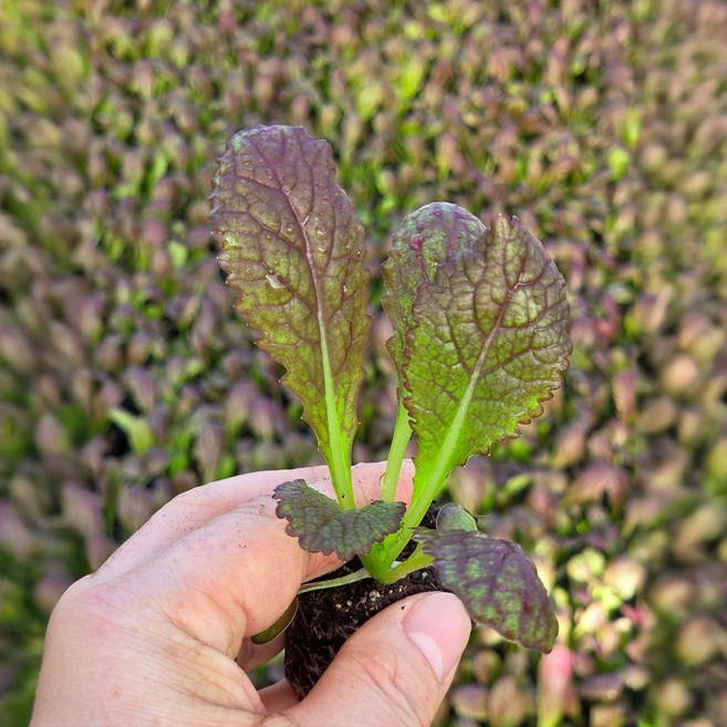 하라네 적겨자 모종 겨자채 겨자상추 쌈채소 키우기, 12개