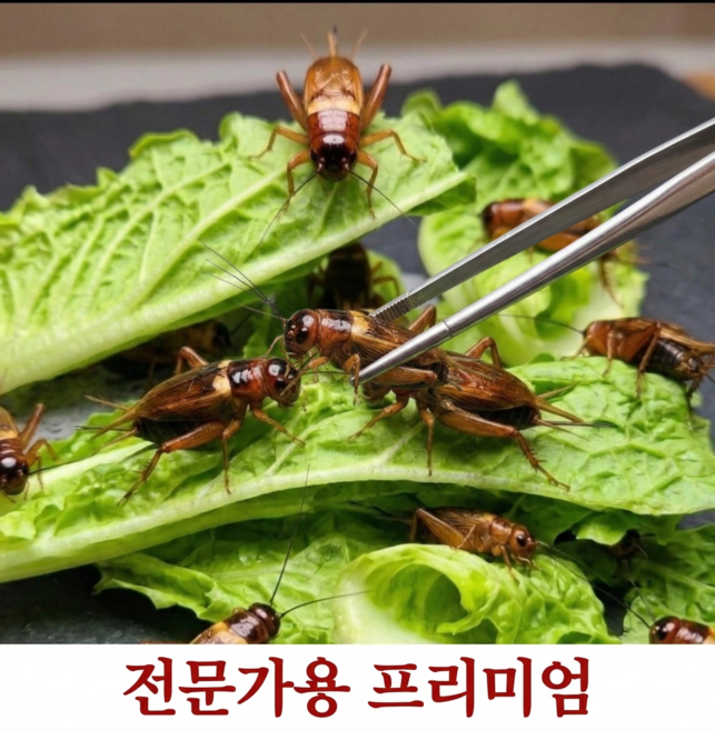 쌍별귀뚜라미 귀뚜라미 파충류 도마뱀 크레스티드게코 펫테일게코 먹이, 50개, 극소