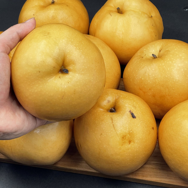 나주배 가정용 배 흠집배 못난이, 7kg(9-19과), 1개