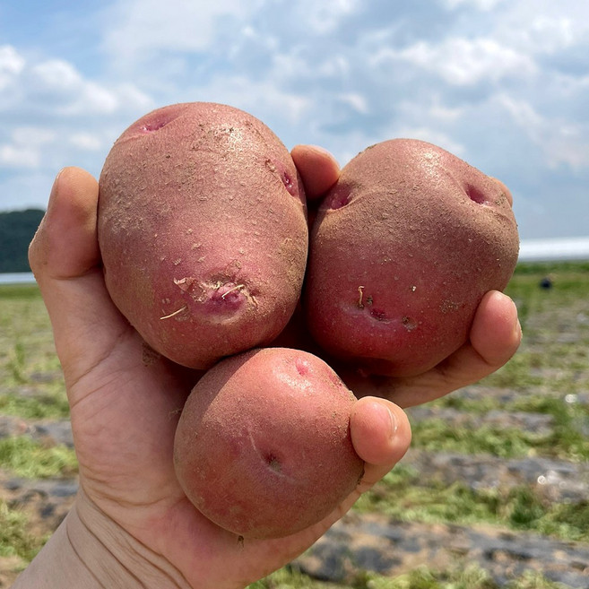 국내산 2026년 밀양 햇 홍감자 대사이즈, 1개, 홍감자 대 1.5kg