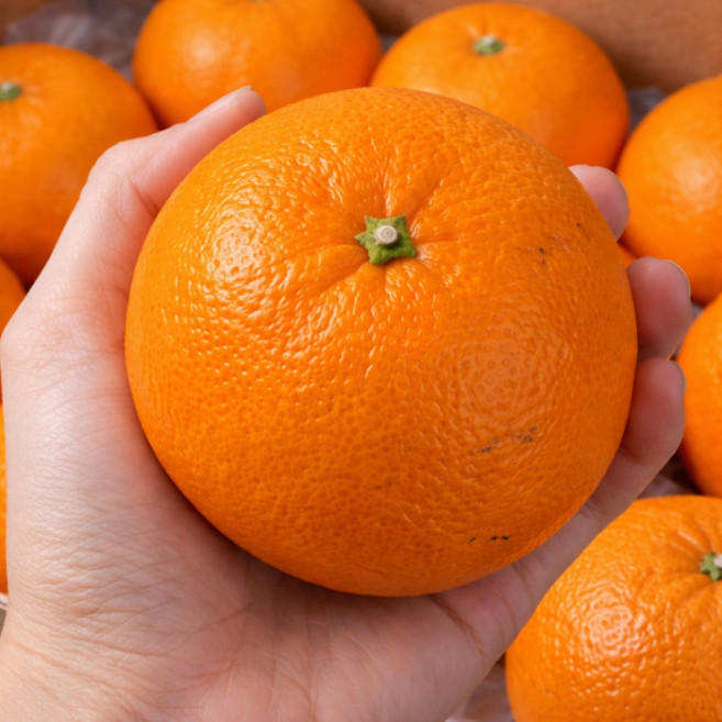 [최대 17Brix] 제주 산지직송 프리미엄 명품 천혜향 가정용 선물세트, 1개, 가정용 로얄과 5kg