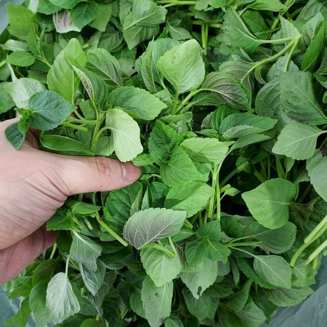 국내산 햇 깻잎순 깻순 어린깻잎 500g, 1박스