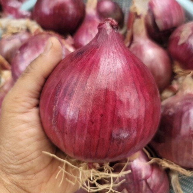 전라도 청정지역 단단한 황토골 무안 자색양파, 자색양파 중대혼합 3kg, 1박스