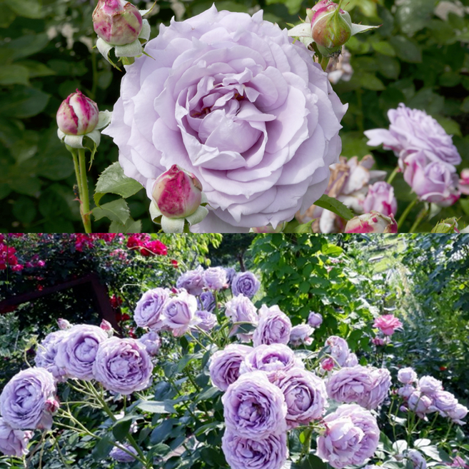 독일사계넝쿨장미 장미나무 장미묘목 사계장미 덩굴장미 넝쿨장미 정원용 노지월동되며 병충해 강해 초보자 감성 정원 꾸미기, 독일사계정원장미(땅장미), 2. 노발리스, 1개