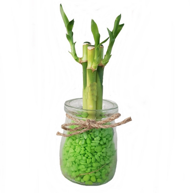 트리앤 젤리소일 1+1 푸딩병 개운죽 / 테이블야자 스킨답서스 아이비식물 워터비즈 답례품 공기정화식물 실내습도조절 유리병 칼라소일 칼라스톤 칼라자갈 색돌 수경식물, 01-4. 1+1 푸딩병 색돌 개운죽(연두) 1개