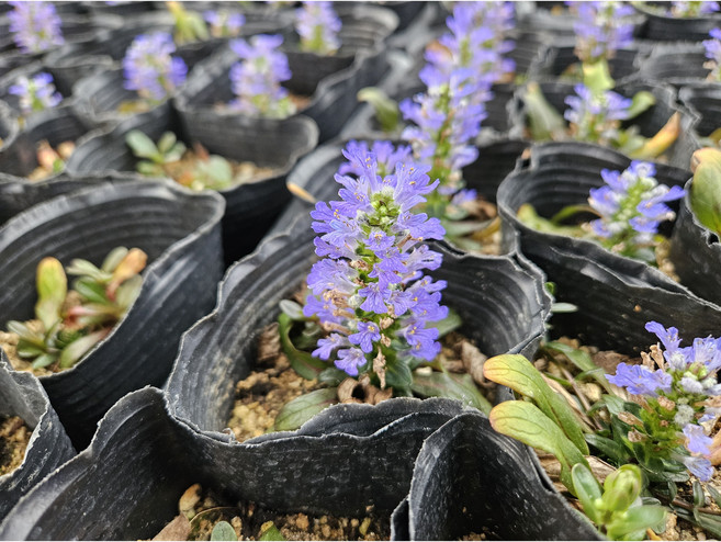 [새나무농원] 아주가 포트묘 (10주1묶음) - 그늘에서도 잘 자라는 다년생 지피식물, 10개