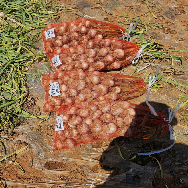 [언니네산지직송] 의성육쪽마늘 통마늘 반접 한접, 1개, 중 한접 2kg 내외(95-105개)