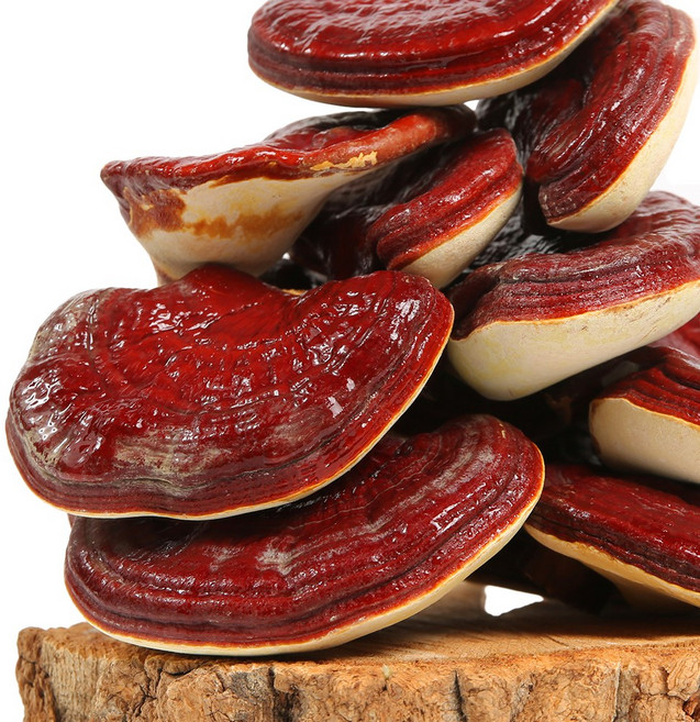 건강중심 국산 영지버섯 통 500g 영지 원형 차, 1개