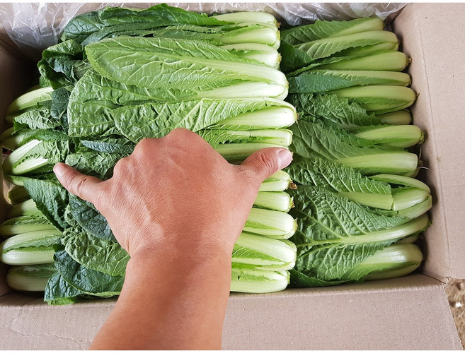 연하고 부드러운 포천 아기열무. 어린열무, 1박스, 신생아얼갈이1kg