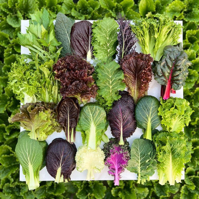 작목반장 쌈채소 모듬 야채 당귀잎 로메인 상추 케일 치커리 쌈박스, 1박스, 600g