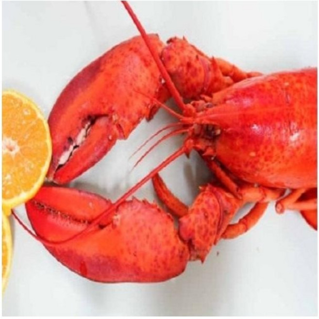동아씨푸드 캐나다 자숙 랍스터 1마리 450g 내외, 350g내외, 1개