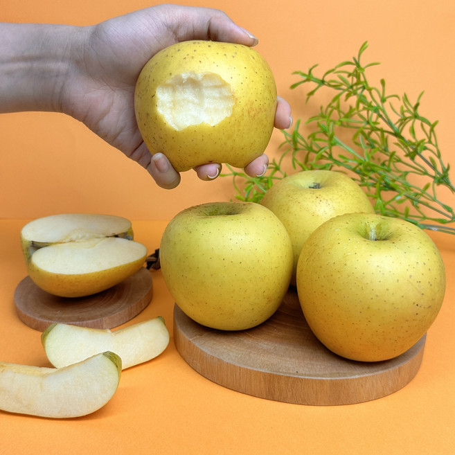 경북 실속형 시나노골드사과 고당도 황금사과, 1개, 3kg 중과(10-14과)