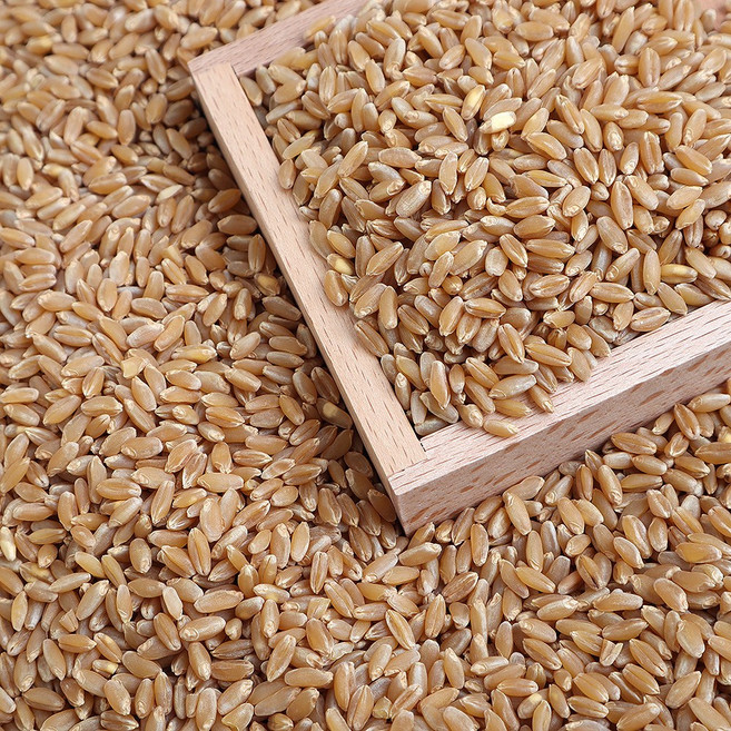 호라산밀(카무트) (튀르키에산)고대곡물, 1개, 5kg