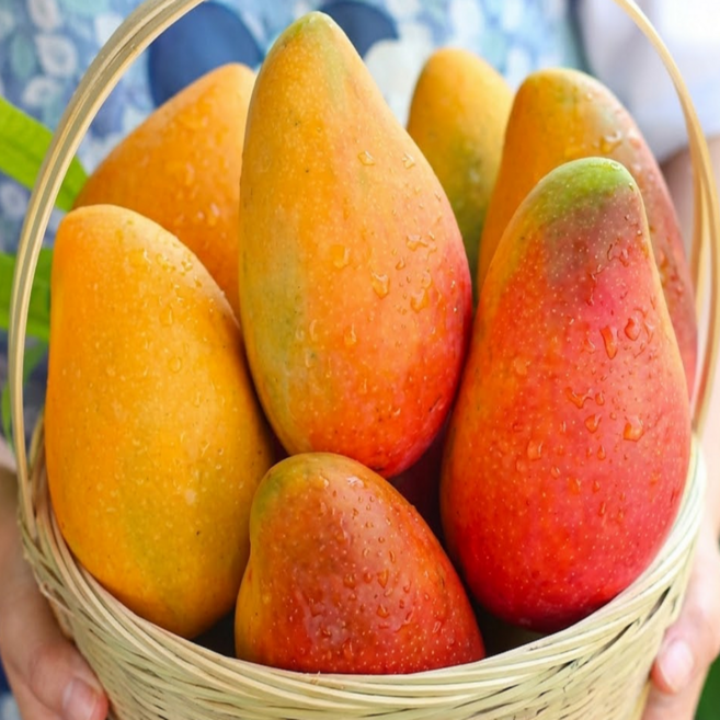 [초특가할인] 망고 무지개망고 태국 마하차녹 레인보우 무지개망고, 1박스, 무지개망고 2kg