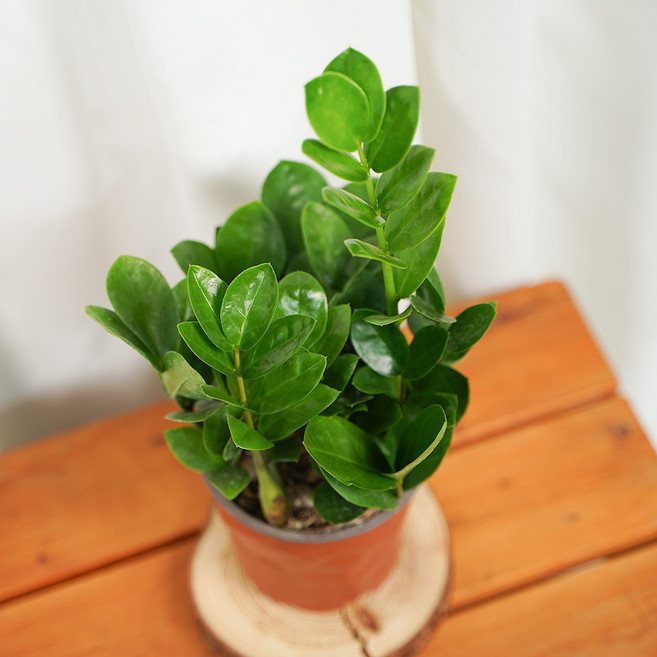 갑조네 금전수 돈나무 개업선물 승진화분 개업화분, 1개, 단일