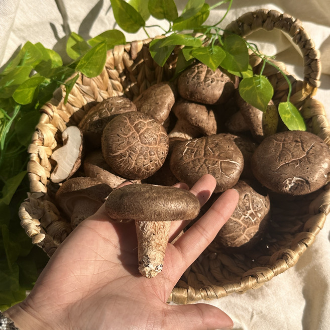 장흥 생표고버섯, 1kg, 1개, 1kg