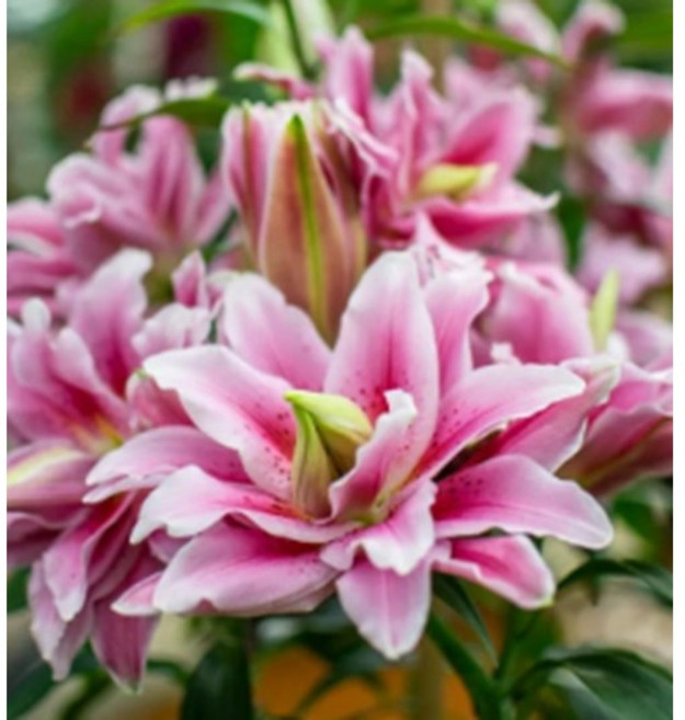 백합 구근 2구 - 겹장미백합 로즈릴리 시아라 당해구근 유럽직수입, 2개