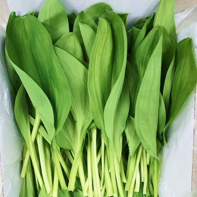 [타임특가]신선한 자연의맛 명이나물, 1박스, 1kg