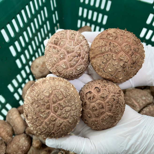 무농약 친환경 화고 생 표고버섯 3kg 중하급 선물세트 향이좋은 산지직송 자연산 표고농장, 1박스