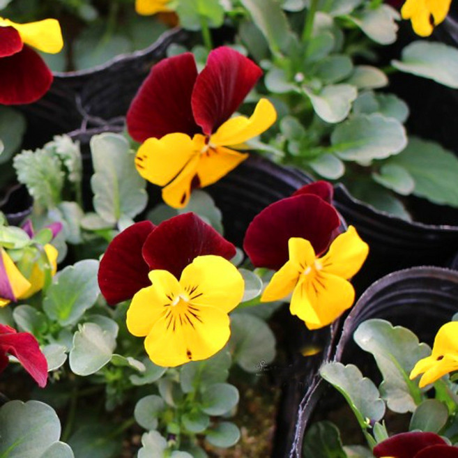 [이삽저삽] 비올라꽃모종(4치포트12개/한판) 비올라모종 미니팬지 야생화 복화 /식용식물 야생화 조경용 관상용 (6종) /색상선택, 흰색+연보라(포트12개)