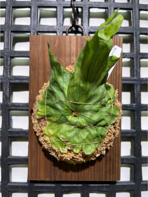 金功夫植物店 上板鹿角蕨 板子尺寸20*13 含運費 下單速發, 1個, 上板《侏儒女王》