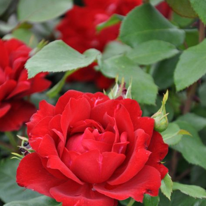 야생장미(Wild Rose) 500ml 알러지프리 프래그런스오일, 1개, 야생장미