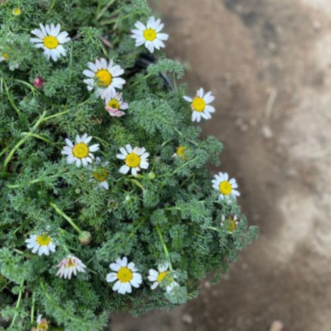 구름국화 (5주1묶음 )야생화 다년생 공기정화식물 실내화초, 5개