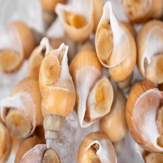 산미담 백고동 동해안 포항 제철 생물 당일조업, 1개, 소 1kg(50미내외)