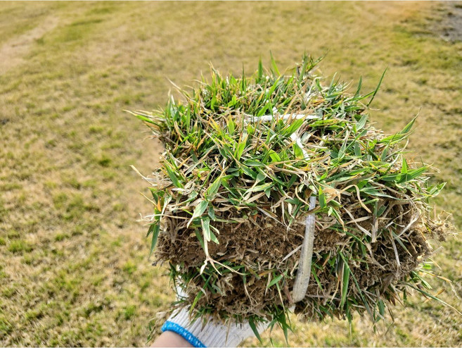 서경농원 천연잔디 18cm x 25장 묶음 한국잔디 중지, 25개