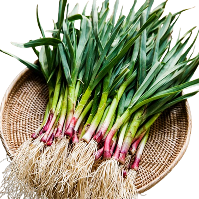 [봄철한정!] 알싸한 잎마늘 토종 풋마늘, 1박스, 2kg