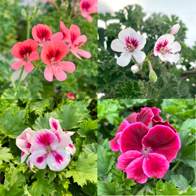 캔디제라늄 랜디제라늄 3종세트 리갈제라늄 봄꽃모종, 3개